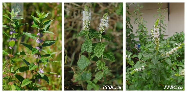 大叶留兰香薄荷都可以吃吗,吃薄荷会闻不到刺鼻的气味吗