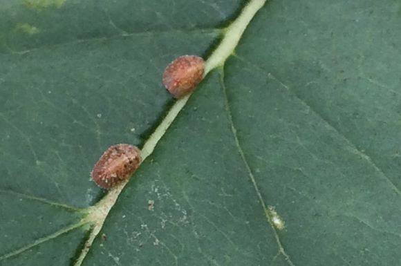 多肉生病了怎么治疗,多肉反复生病怎么治