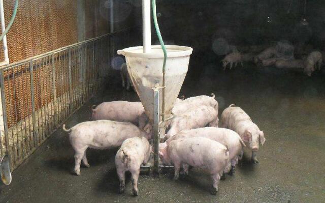 自己想养猪要做些什么准备,现在去养猪可以挣钱吗