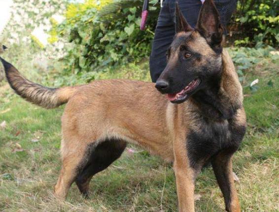 一个多月的狗狗流鼻涕怎么办,3个月狗狗流鼻涕怎么办