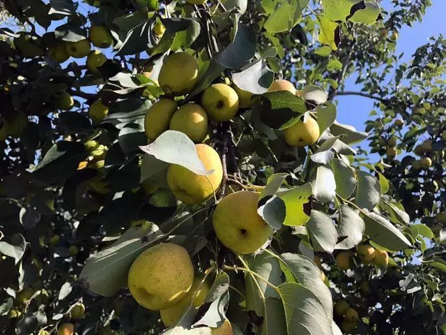 *疆新**库尔勒香梨：秋日滋阴去燥的宠儿