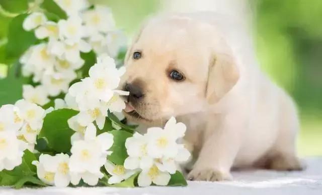 犬舍发展和赚钱的过程,狗舍都有什么赚钱方式