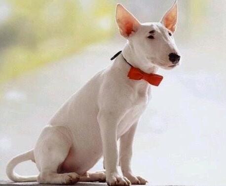 牛头梗是怎么培育出来的,怎么挑选牛头梗