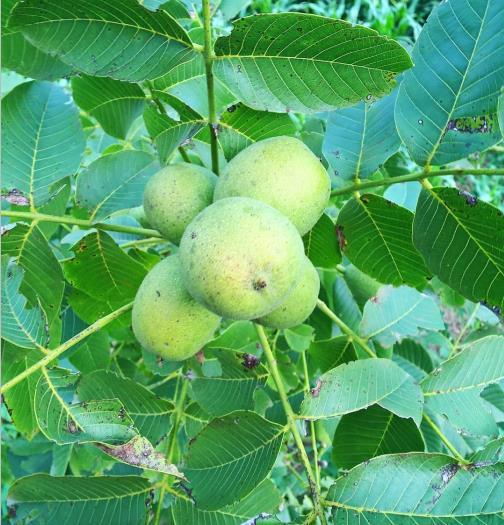 你不知道的大秦岭——2000年历史的商洛核桃,毛主席一生所爱