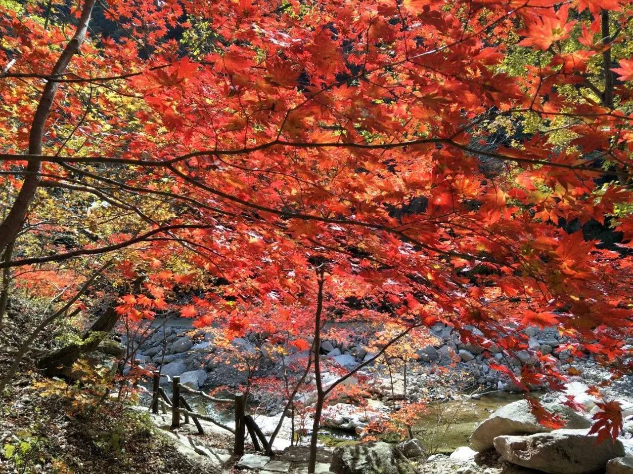新鲜出炉~赏枫HOT！百名摄影家齐聚庄河天门山