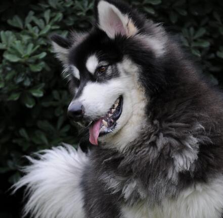 如何选阿拉斯加犬幼崽,阿拉斯加犬幼崽怎么喂食