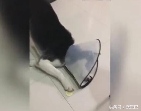 哈士奇吃柠檬视频完整版,哈士奇吃柠檬搞笑版