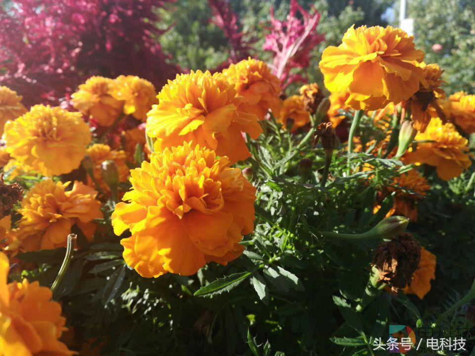 荣耀畅玩7x详细参数,大屏更好用荣耀畅玩7x售价1499元