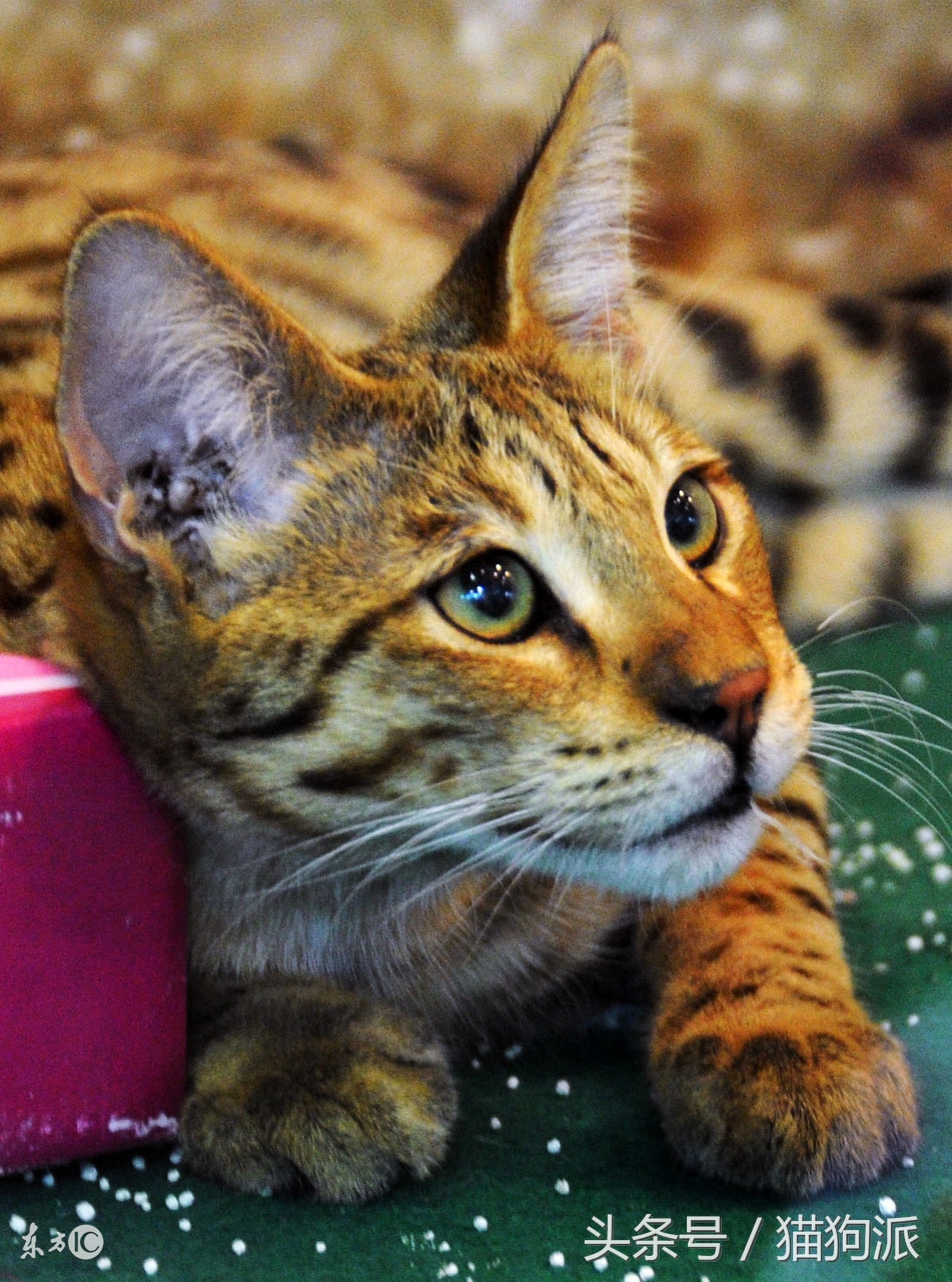 猫咪掉毛严重秃了好几块怎么办,猫咪掉毛很严重补充什么维生素