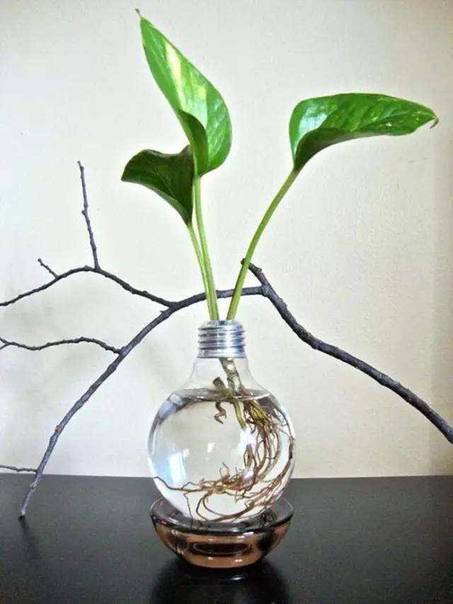 水培懒人绿萝怎么养才能更旺盛,水培花草绿萝怎么养小技巧科普