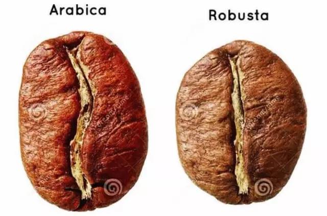 咖啡罗布斯塔口感介绍,喝罗布斯塔咖啡的感受