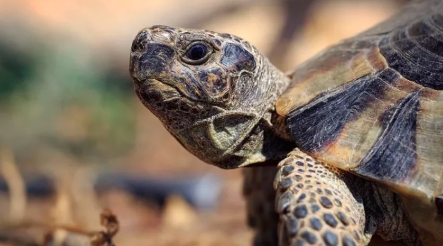 希腊陆龟和赫曼陆龟,赫曼陆龟长得快吗