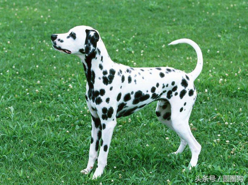 世界名犬中华田园犬,没斑点的大麦町犬是什么品种