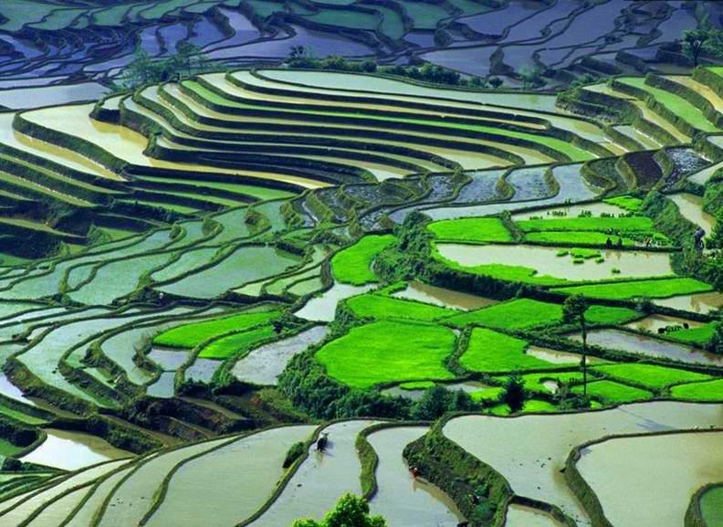 元阳哈尼梯田惊艳世界,元阳梯田哪几个景区最值得看一下
