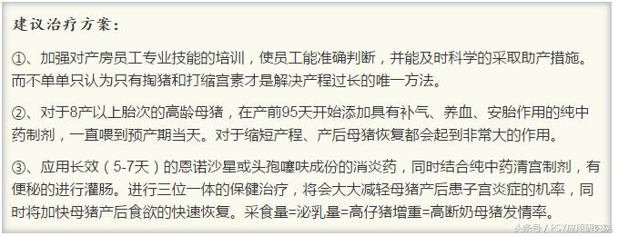 母猪子宫内膜炎不吃料怎么办,猪场母猪子宫炎症较多怎么办