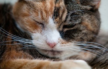 张阿婆结局,张阿婆传统