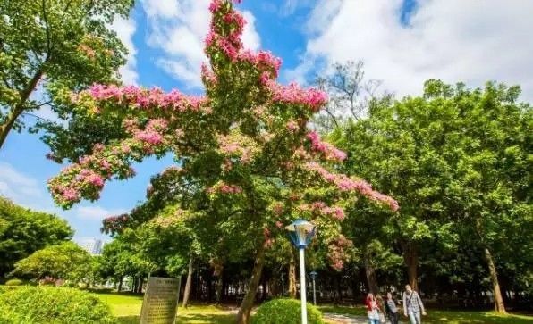 美得不像样子!广州秋季“花潮”来袭,你最想和谁一起看