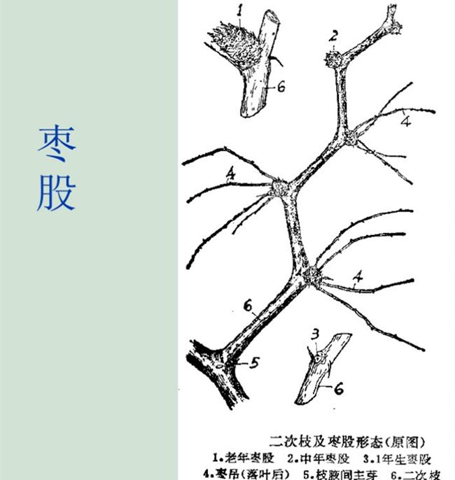 枣树栽培技术枣的生长结果习性