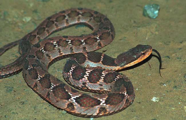 做梦梦到蛇是金色是什么征兆,梦到蛇有财运之说