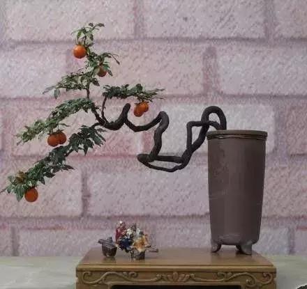 金弹子和珊瑚珠区别,金弹子和金豆是一个品种吗