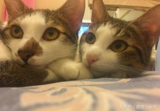 猫皇地板动作开上锁的衣柜怎么都打不开，奴才：嘿嘿！没辄了吧