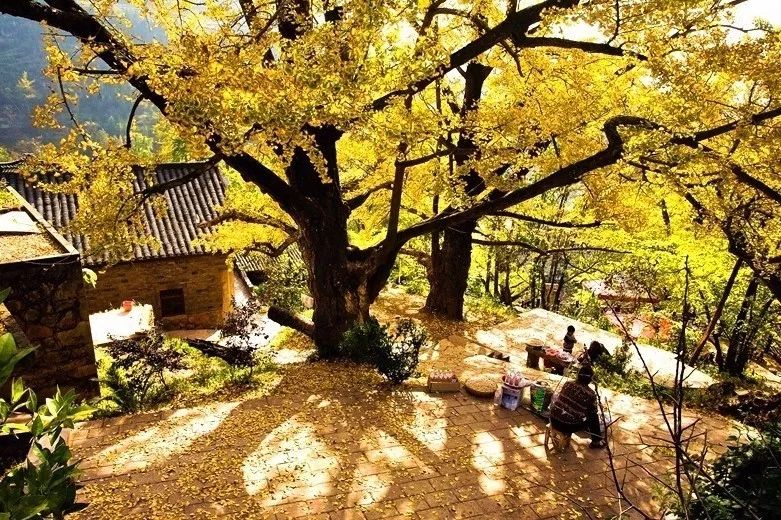 北方已经初冬了，贵州的这些地方秋意正浓，现在去正当时！