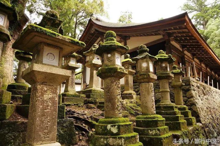 萌萌的日本奈良鹿,奈良鹿长什么样