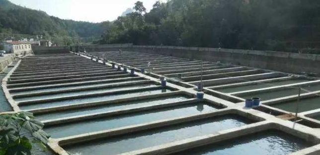 养鱼10个赚钱方法大全,农村养鱼致富技术视频