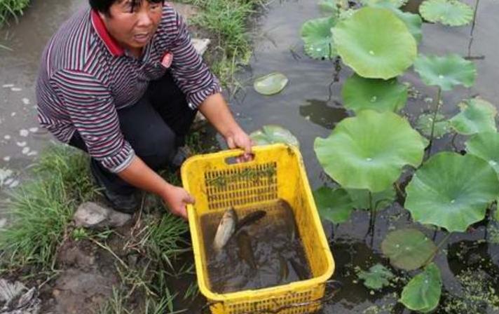 亩产6000元的养鱼模式,养什么最赚钱又好养鱼