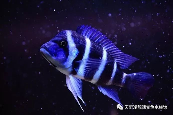 适合和三湖慈鲷混养的底栖鱼,三湖慈鲷鱼喜欢底砂和岩石