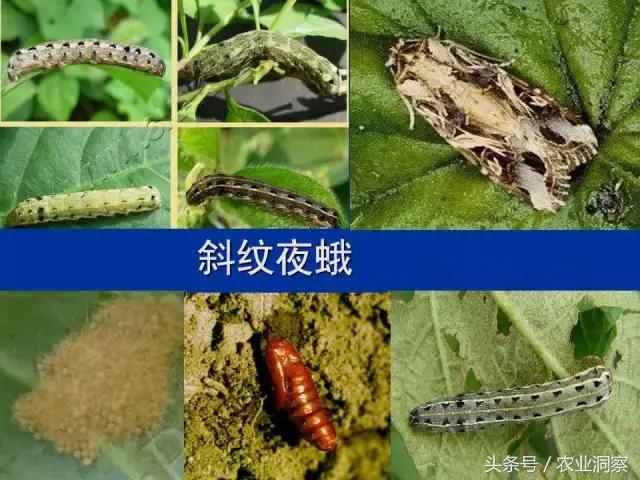 大田害虫防治方法有哪些,地下害虫图谱大全及防治