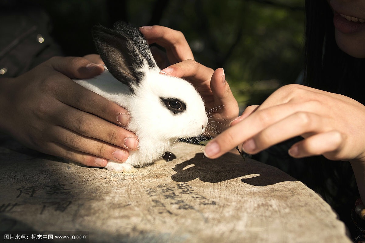 孩子非要养宠物怎么办,孩子要养兔子