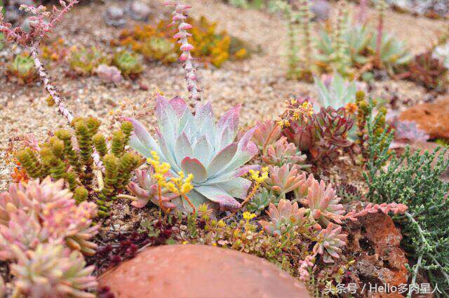 遇到多肉是我的幸运,我所遇见的多肉