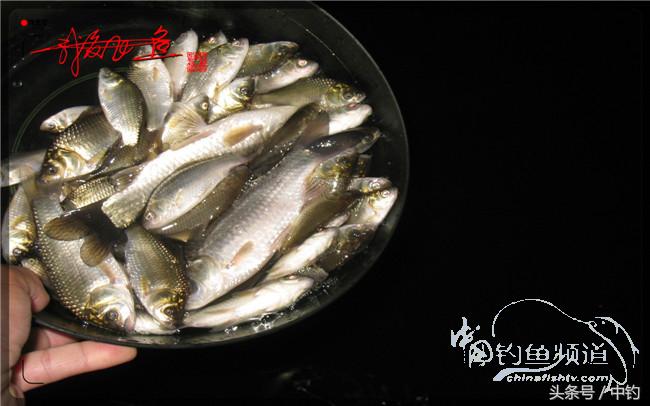 狂拉大板鲫的快乐,狂拉小鲫鱼钓鱼视频