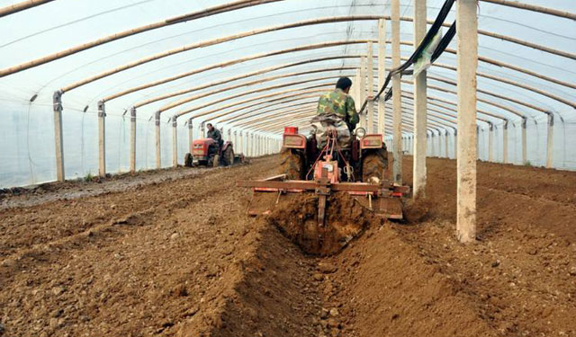 蔬菜上的蚜虫怎么防治,什么妙招能防治农作物蚜虫