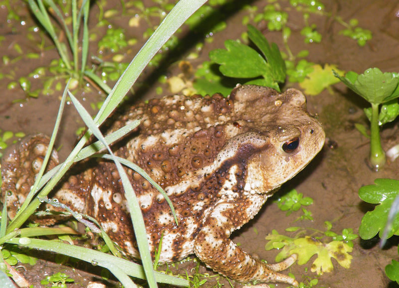 让农民闻风丧胆的五大毒物，被咬一口或将丧命，见到赶紧跑！
