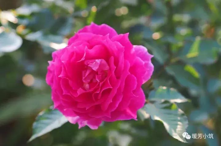 什么？你说欧月中还有日本月季？