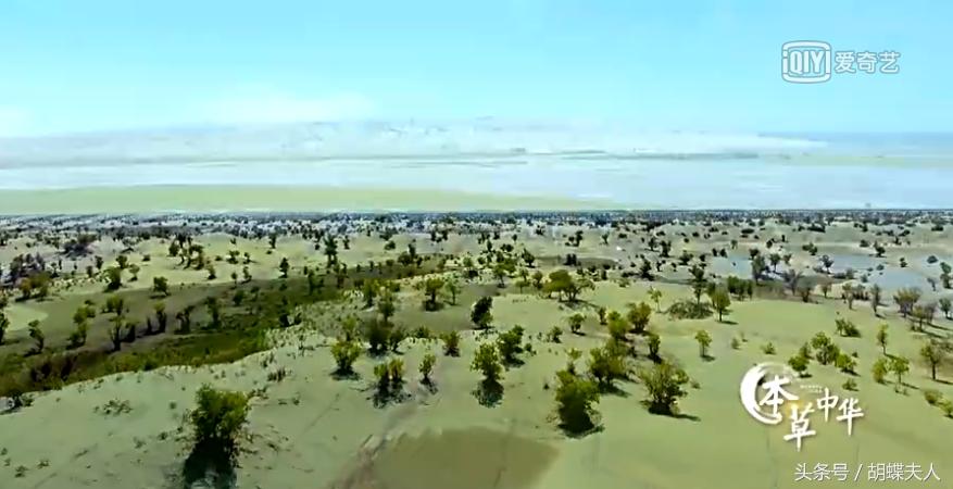 像玫瑰一样的生活？《本草中华.容颜》为你精心打造几款美肤胜品