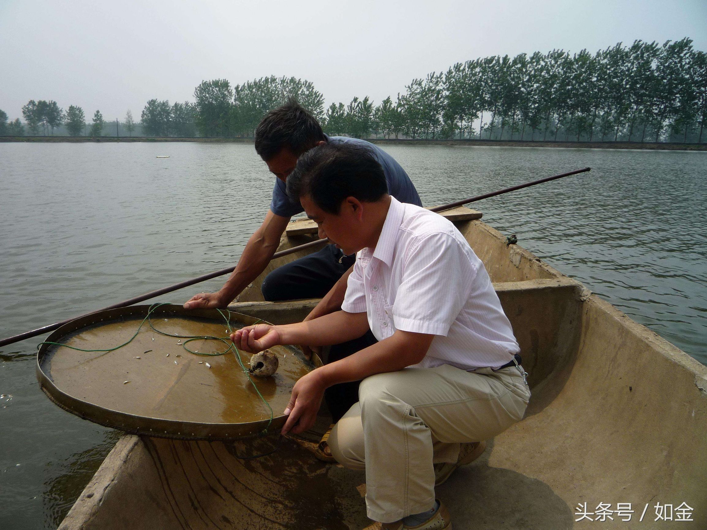 南方怎么养南美白对虾,鲜活南美白对虾是怎么养殖的