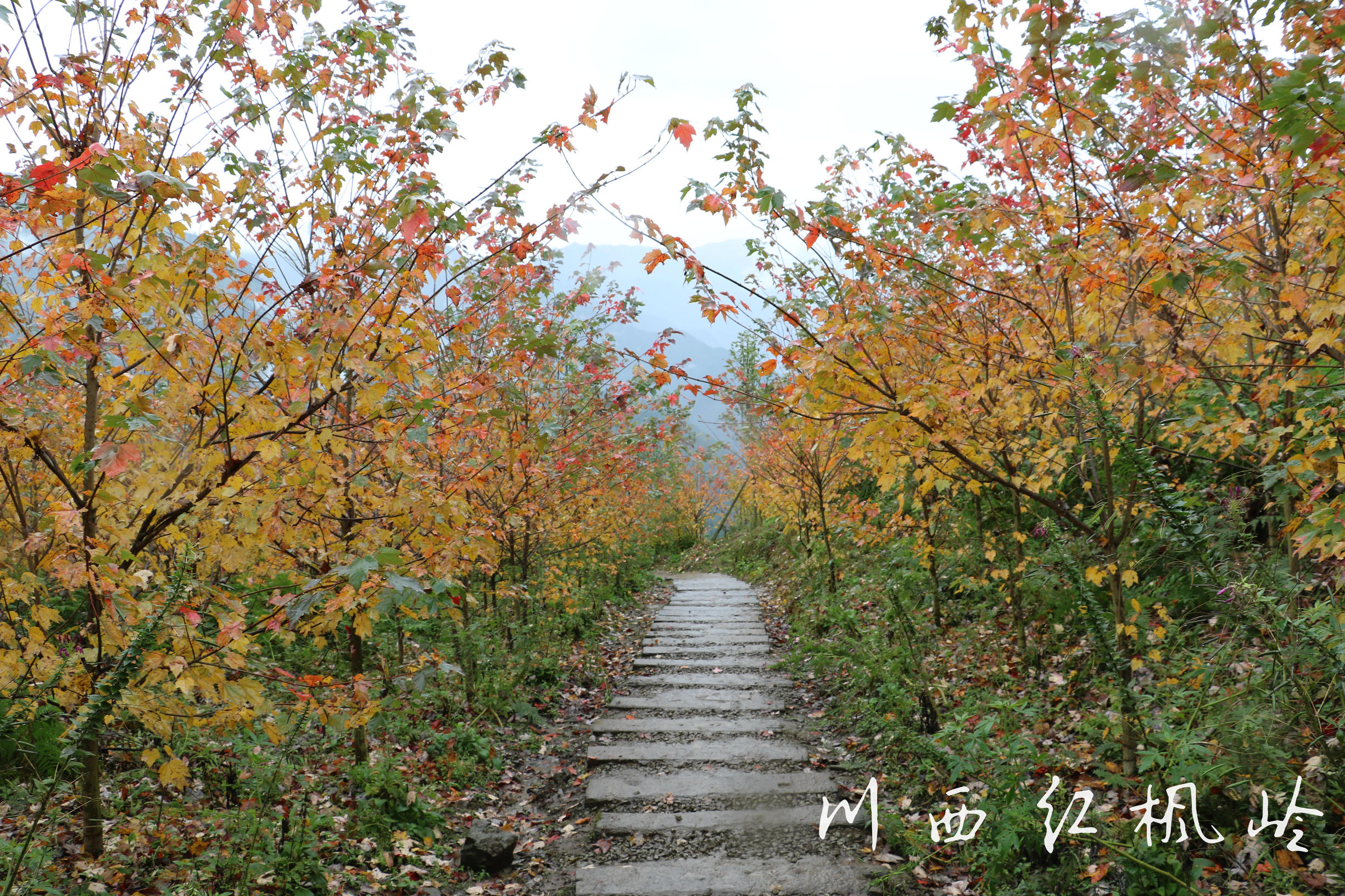 德阳红枫岭旅游,德阳市什邡市红枫岭景区