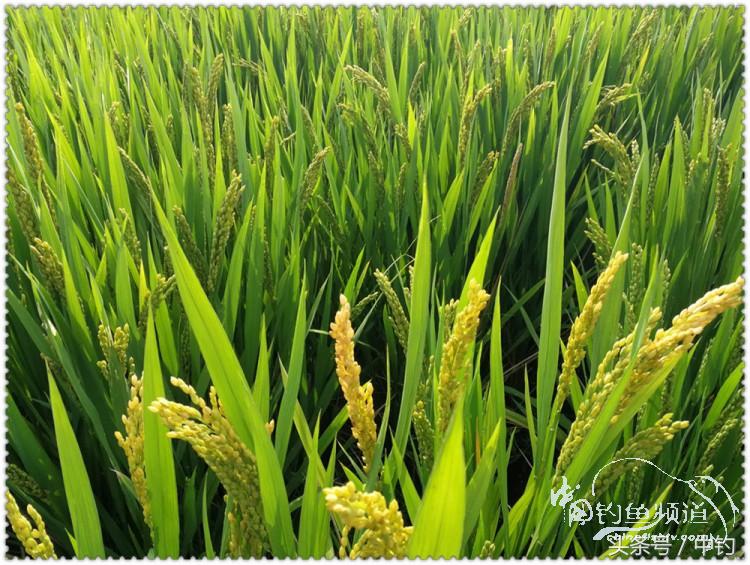 国庆节的来历,国庆头像