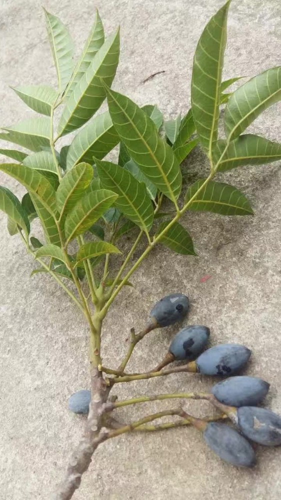 什么样的腌制水果不能吃,一种水果不能生吃