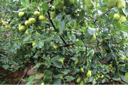 北果园大枣采摘,怀柔大枣采摘攻略