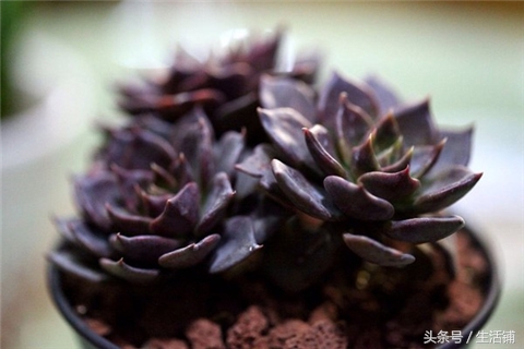 景天科1000种多肉植物图鉴,常见的景天科多肉植物的名称