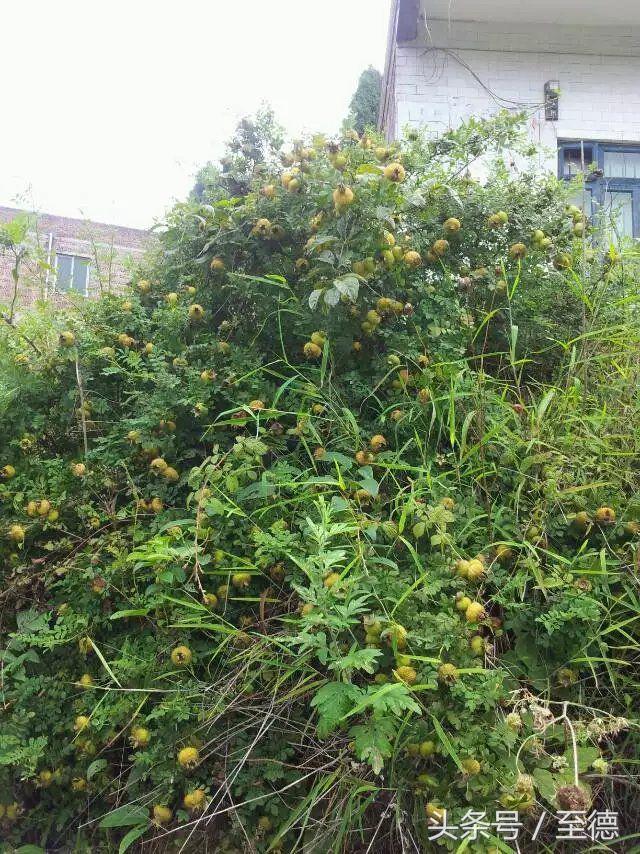 泸州深山老林景区,隐藏的世外桃源山中奇观