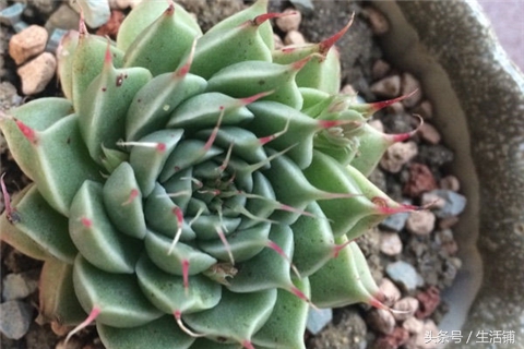 景天科1000种多肉植物图鉴,常见的景天科多肉植物的名称