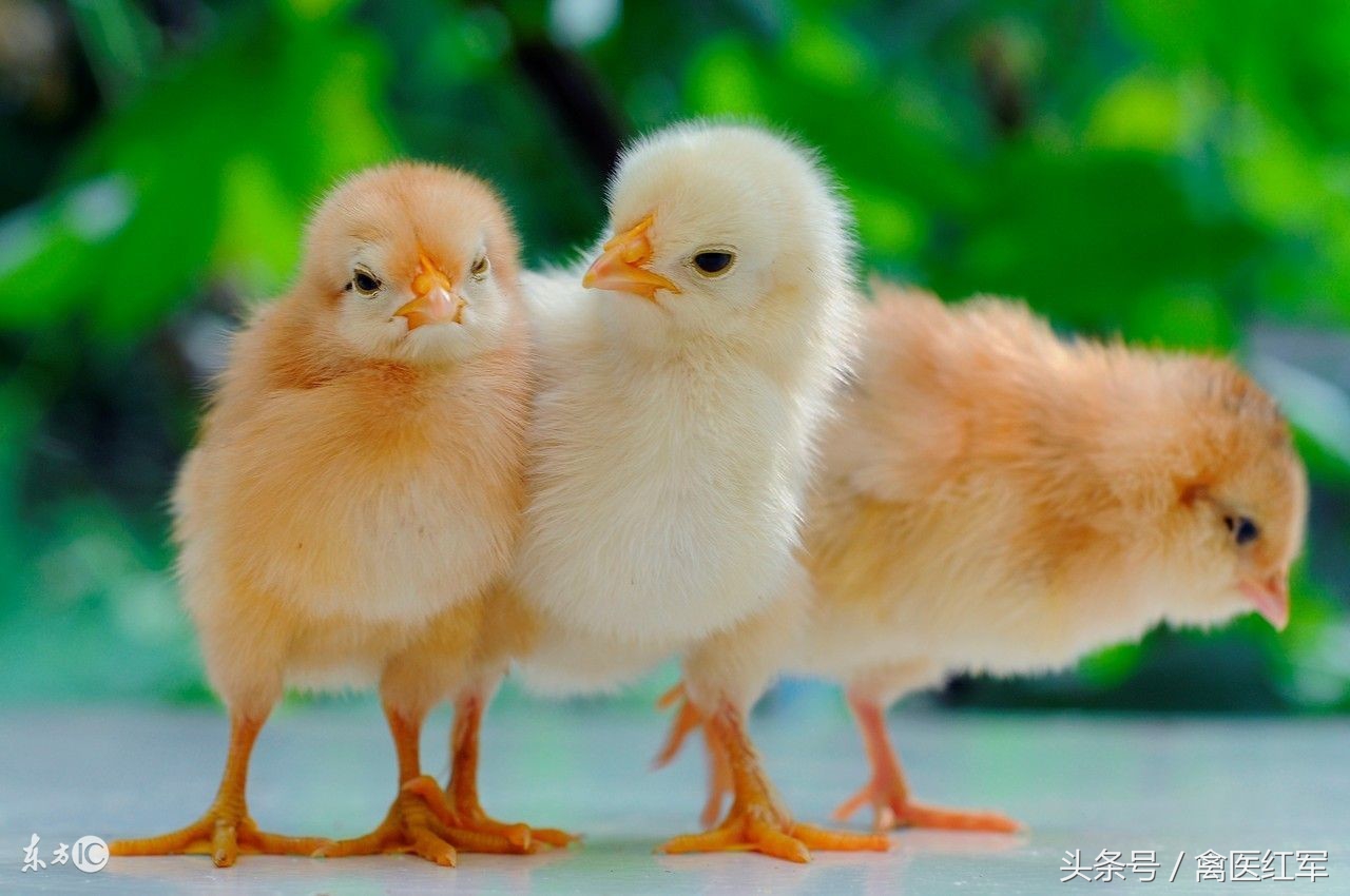 如何消除鸡啄肛,治鸡啄癖方法