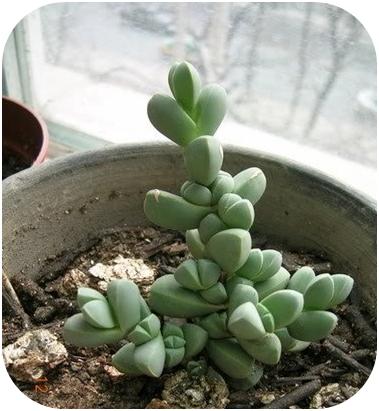 夏天也可以放心入手的多肉,夏天容易出状态的多肉