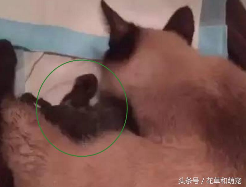 猫妈妈突然生了小猫,猫妈妈的母爱