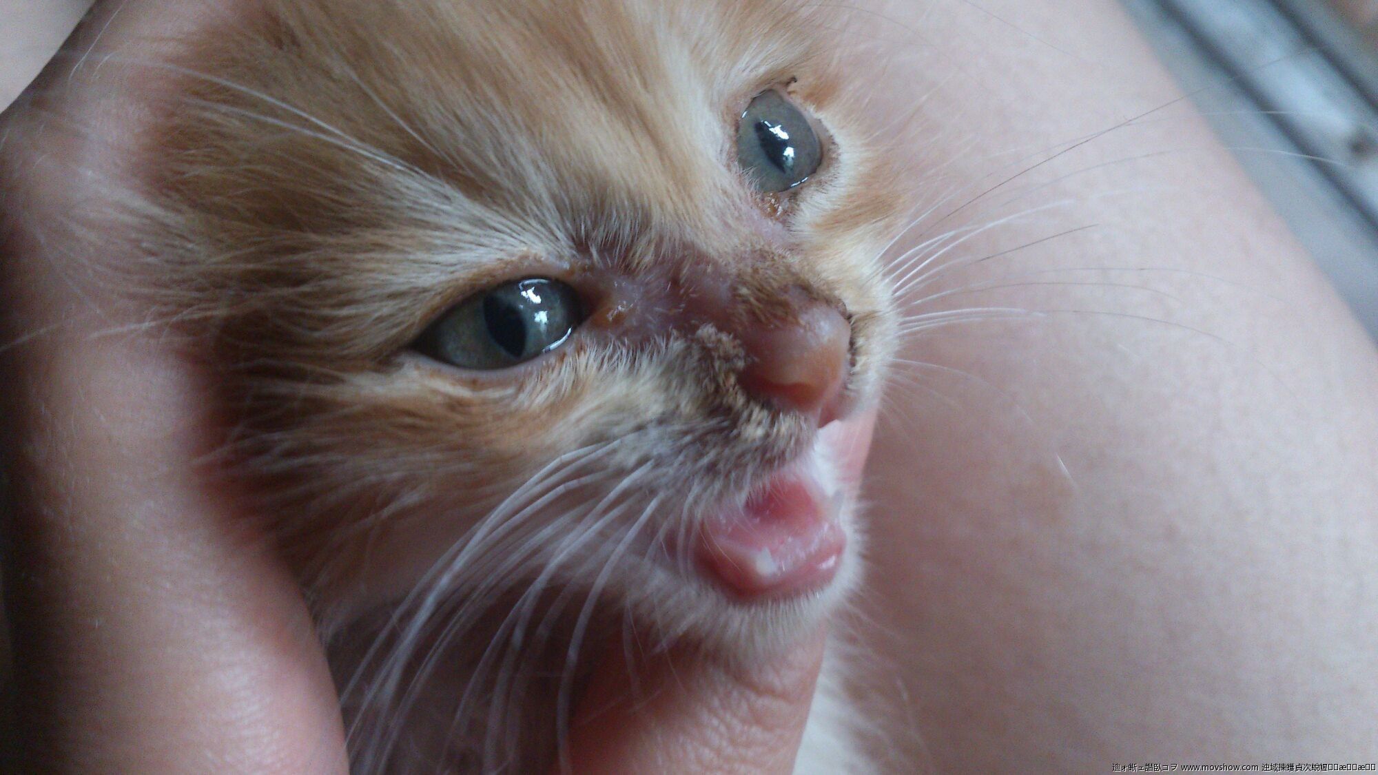 猫癣在治疗的过程中传染吗,猫癣能传染成年健康猫吗